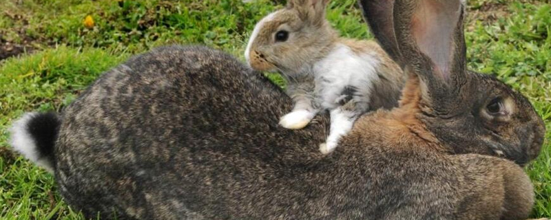 大流士兔子特點