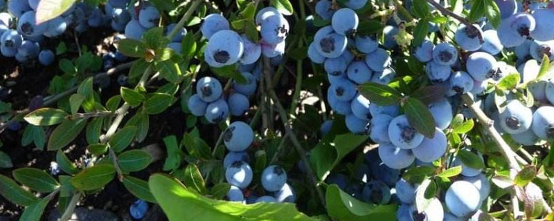 藍莓種植前景