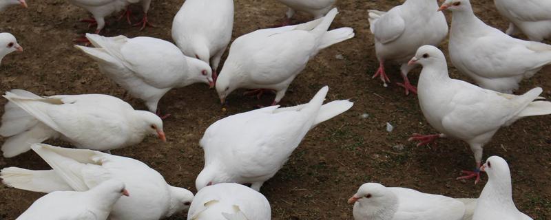 鴿子下蛋前的表現