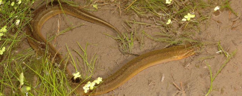 釣黃鱔的釣具與技巧