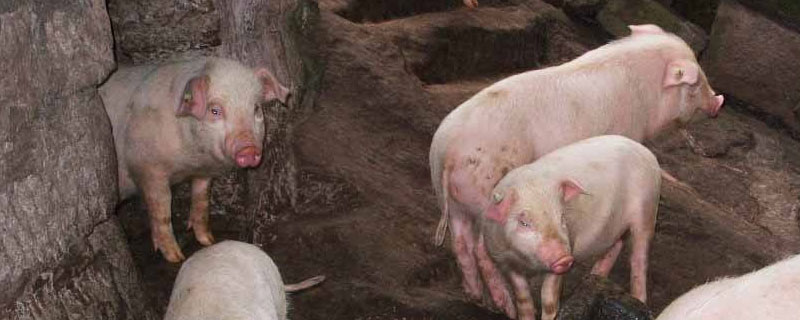 豬咳嗽氣喘怎么辦