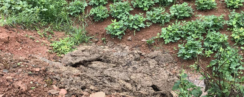 養豬場豬糞可以種菜嗎