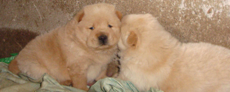 松獅訓(xùn)練方法