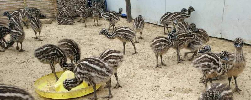 鴕鳥苗多少錢一只？