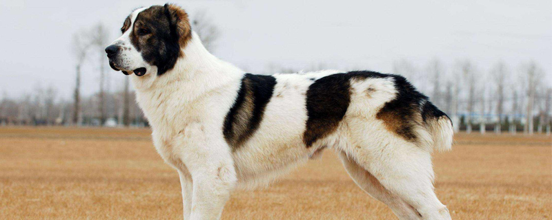 牧羊犬有哪些種類？