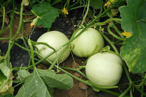 南方可以種香瓜嗎