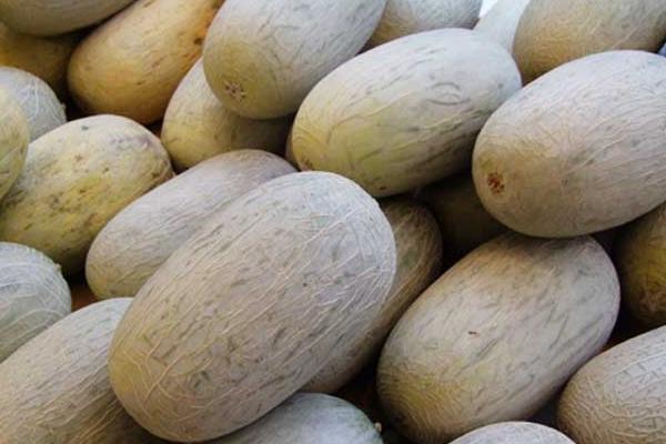 南方可以種香瓜嗎