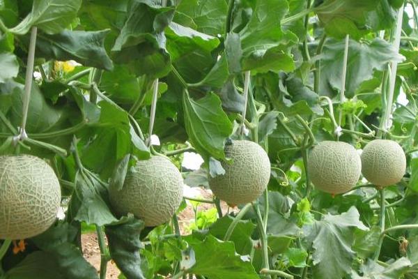 南方可以種香瓜嗎