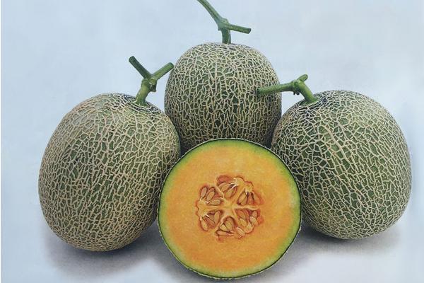 南方可以種香瓜嗎