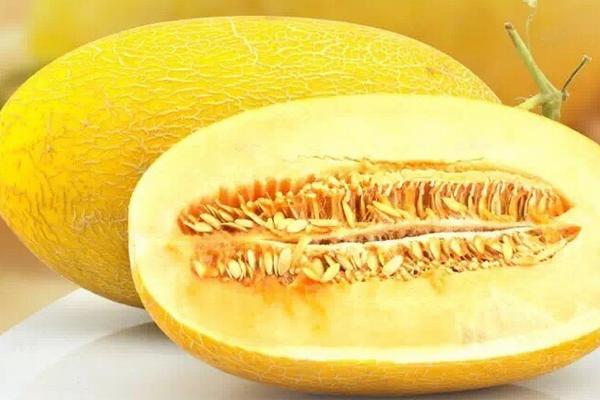 南方可以種香瓜嗎