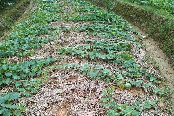 種香瓜用什么肥