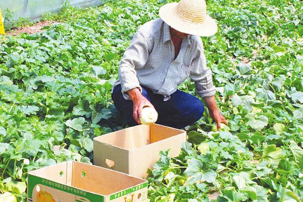 種香瓜用什么肥