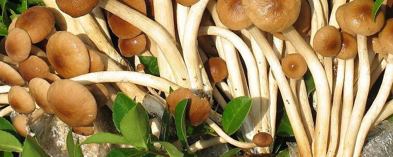 新鮮楊樹菇怎么保存 怎么制作楊樹菇干