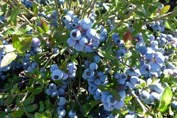 藍莓種植方法及時間