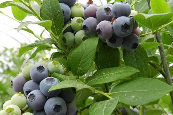 藍莓種植方法及時間