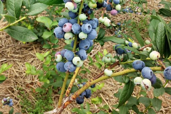 藍莓種植方法及時間