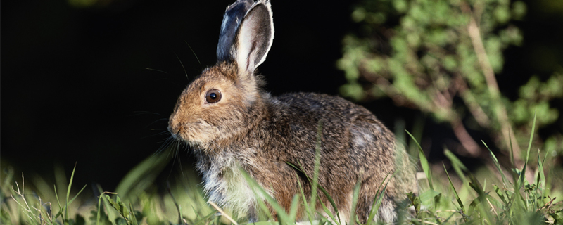 野兔的生活習(xí)性特點(diǎn)