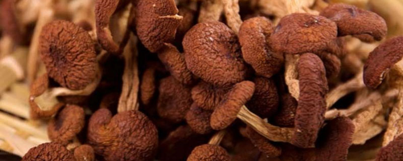 楊樹菇市場價格多少錢一斤 楊樹菇產地在哪里