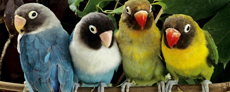 常見鸚鵡價格列表