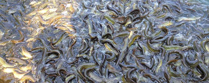 泥鰍價格多少錢一斤？