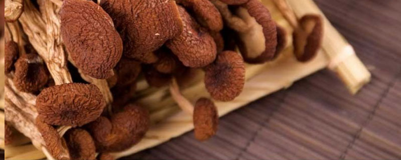 楊樹菇有毒嗎 楊樹菇能吃嗎 楊樹菇怎么做好吃又簡單