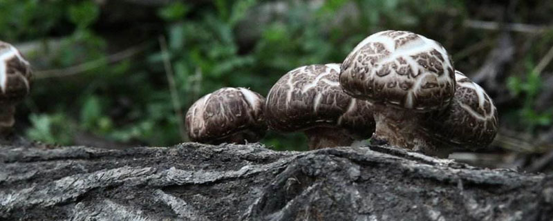 花菇市場價格多少錢一斤 花菇大的好還是小的好