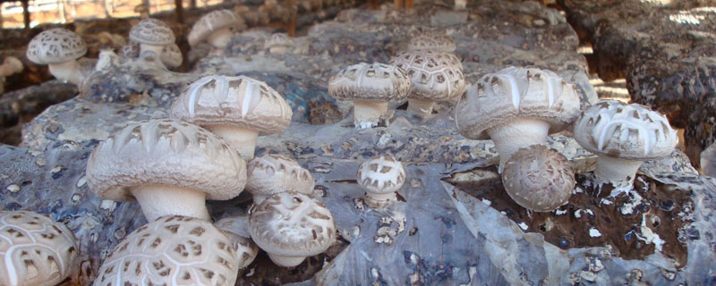 怎么種花菇 花菇高產栽培技術