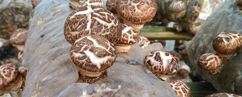 花菇的種植時間 花菇1平方的產量有多少