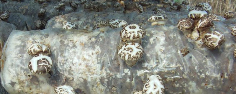 花菇市場前景怎么樣 種花菇效益好嗎