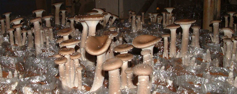 豬肚菇有毒嗎 豬肚菇能吃嗎（怎么吃）