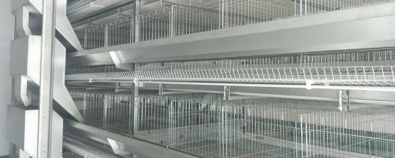 蛋雞籠的價格多少錢一組