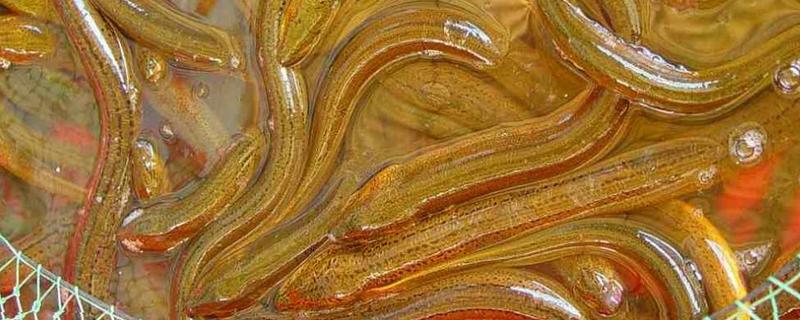 黃鱔苗多少錢一斤？