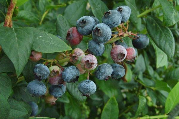 藍(lán)莓需要陽光嗎