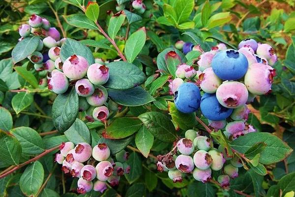 藍(lán)莓需要陽光嗎