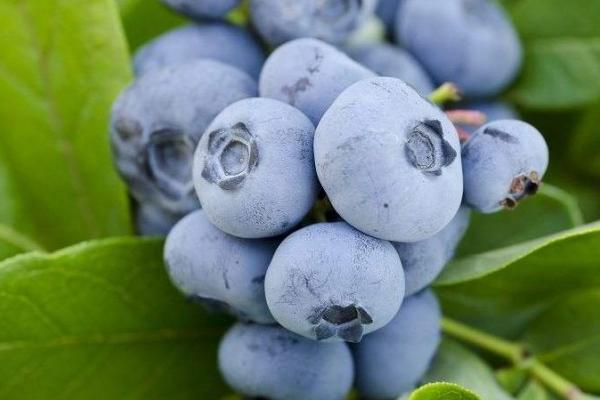 藍(lán)莓需要陽光嗎