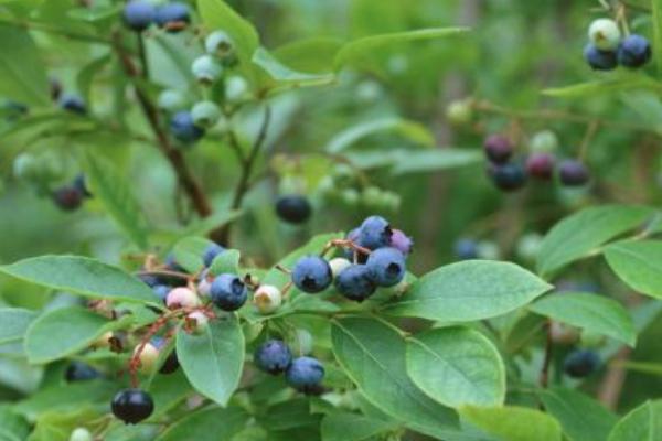 種藍莓用什么土