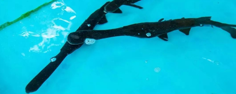 鴨嘴魚多少錢一斤？