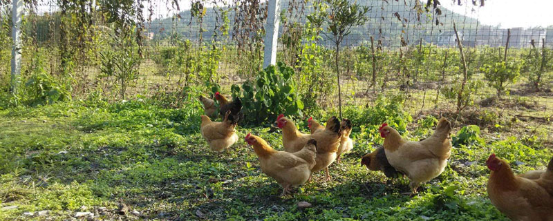 農村養殖創業風險