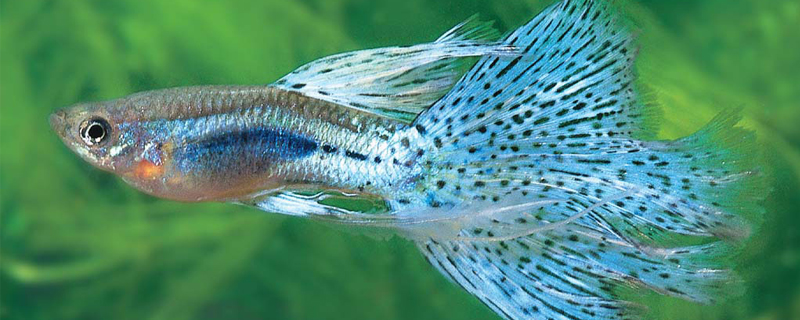 孔雀魚生小魚前兆表現