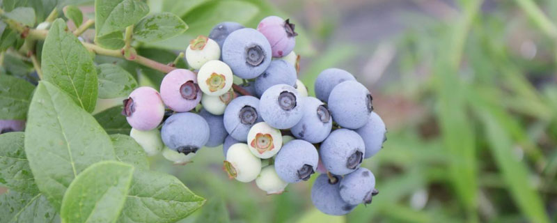 藍莓需要陽光嗎