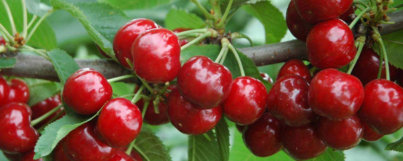 種櫻桃樹多大坑