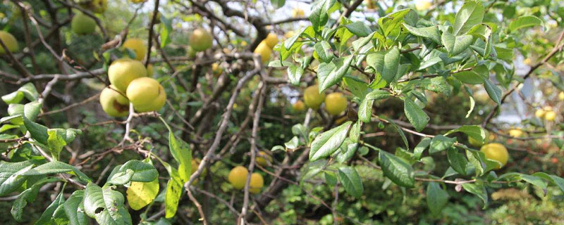 梨樹怎么種