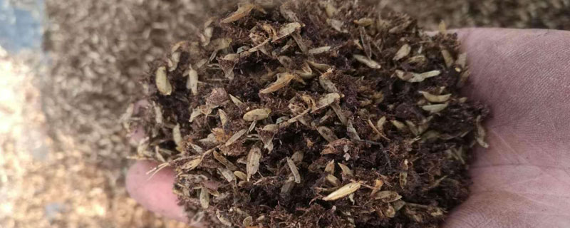 種藍莓用什么土