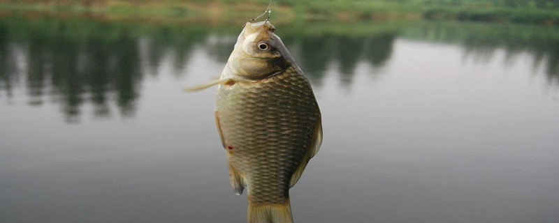 釣鯽魚怎樣調漂（圖解）？