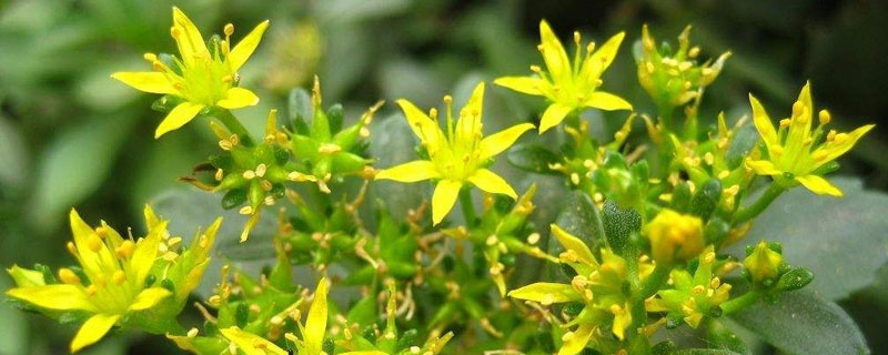 費菜在農村叫什么名字 費菜和三七、救心菜的區別是什么