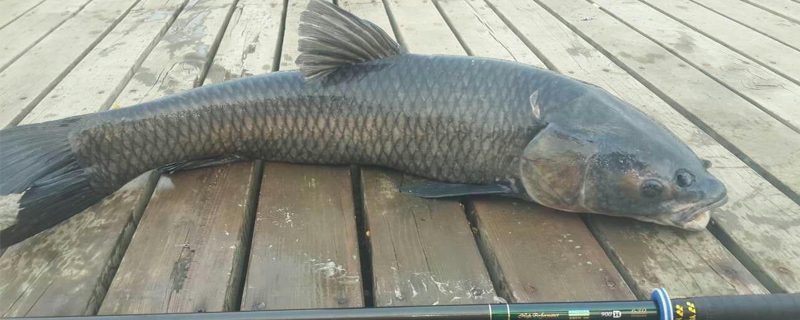 春天釣草魚的餌料配方