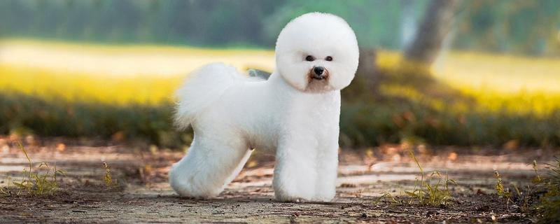 比熊犬多少錢一只？