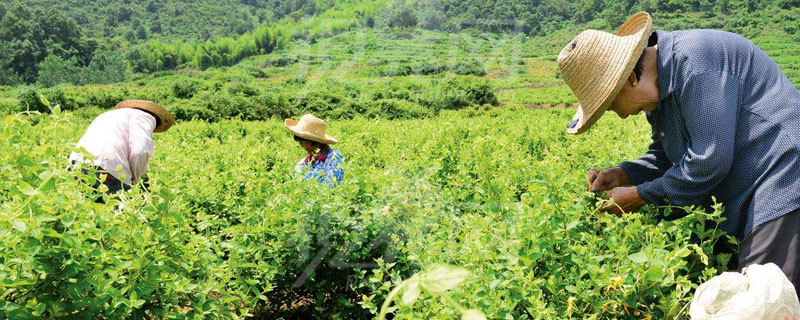 在農村什么中藥材好種好銷又賺錢