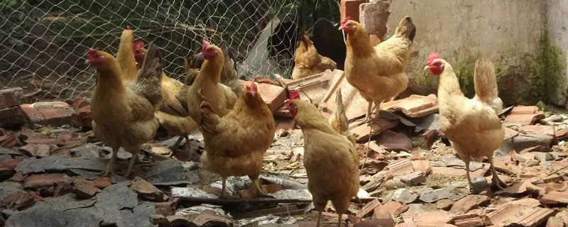 新手養雞怎么打銷路