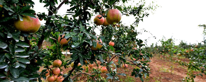 石榴種植前景與收益